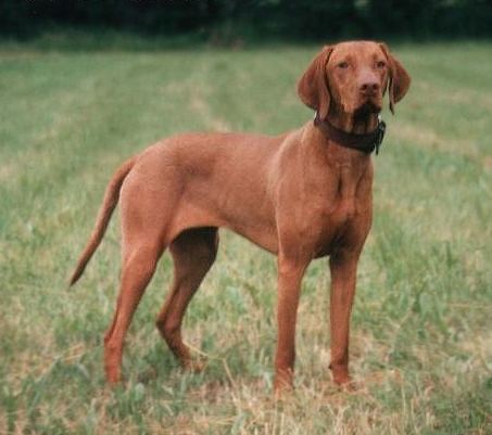 この犬の座り方は 何かおかしい 絶対におかしい 預り所で見かけた光景 らばq