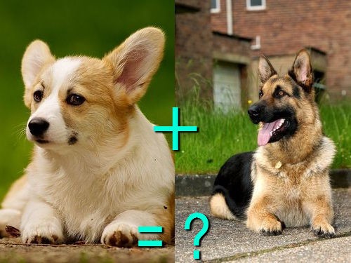 遺伝子すごい 別種の犬をかけあわせたミックス犬 両親と比べた写真21組 らばq