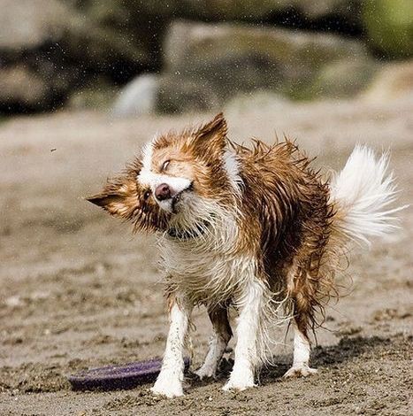 驚くほどの変顔 犬がブルブル水しぶきを跳ね飛ばす瞬間の写真 らばq