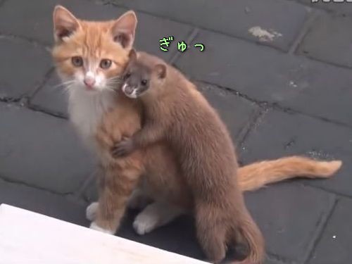 猫とイタチが出会った と思ったら 親友のように仲良しだった 動画 らばq