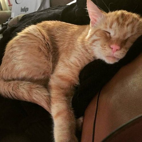 傷つき見捨てられた 哀しい猫 やさしい飼い主に引き取られ見違えるほど元気に らばq