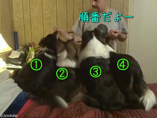 この犬 ずるいけど賢い 食いしん坊ならではの知恵 動画 らばq