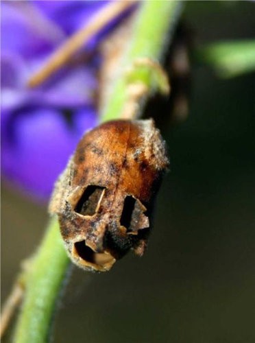 美しい花を咲かせる キンギョソウ ところが枯れると恐怖の姿に大変身 らばq