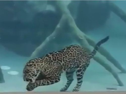 ジャガーは泳ぎがこんなに達者だって知ってた 動画 らばq