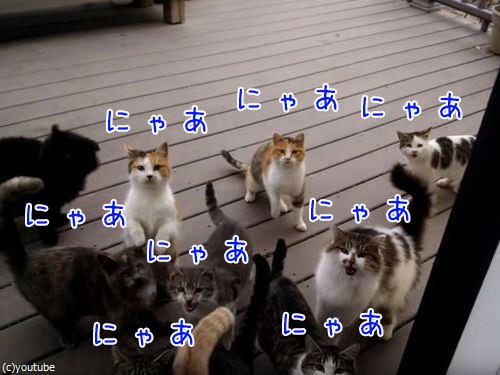 家のドアを開けると猫たちが にゃあにゃあ 大合唱を始める理由 動画 らばq