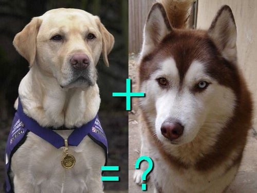 遺伝子すごい 別種の犬をかけあわせたミックス犬 両親と比べた写真21組 らばq 遺伝子すごい 別種の犬をかけあわせたミックス犬 両親と比べた写真21組 らばq