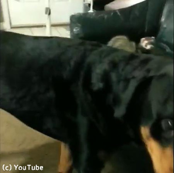 フェレットを助ける心優しき犬 動画 らばq