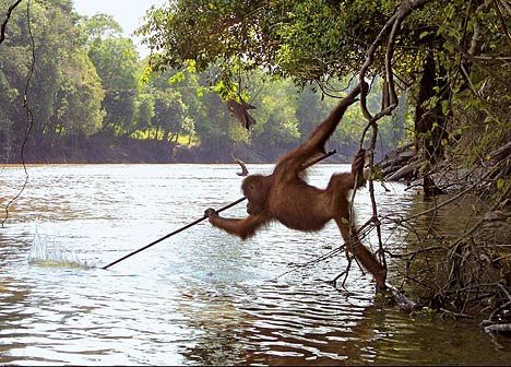 人類の危機 道具を使って狩りをする野生動物 らばq