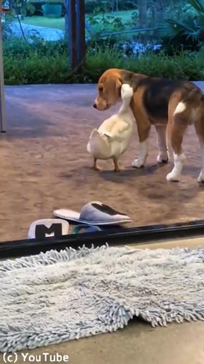 犬とアヒルが超仲良しで 見てるこっちが照れる 動画 らばq