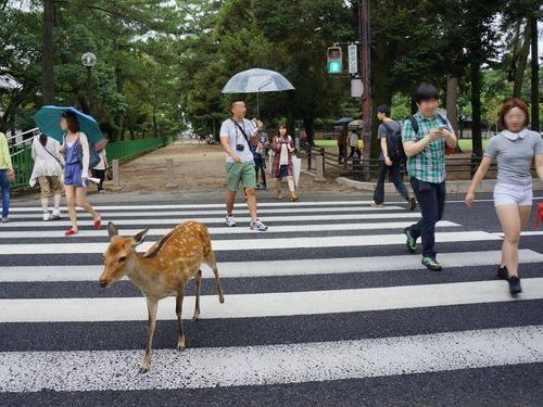 おい信じられるか 日本の鹿は信号待ちするんだ 感心しきりの外国人たち らばq