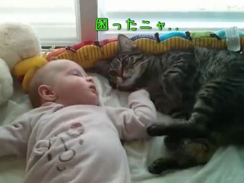 猫 赤ちゃんの寝相が悪いな どうしようかな うわっ そんなバカなー 動画 らばq