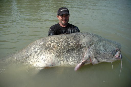 釣った釣られた 一杯飲んで忘れたくなる大物 らばq