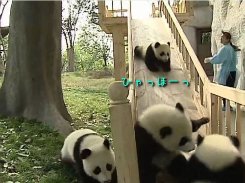 かわいい とにかくかわいい すべり台で遊ぶパンダの赤ちゃんたち 動画 らばq
