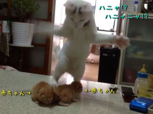 猫 うわーっ 子猫かわいい どう扱っていいかわからず謎のダンスを踊る 動画 らばq