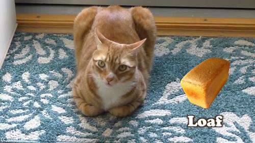 猫のいろんな姿を パン に例えてみた 思った以上にパンだった 動画 らばq