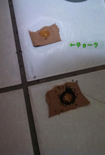 アリはチョークが嫌いと聞いたので ちょっと試してみた 結果はこうなった らばq