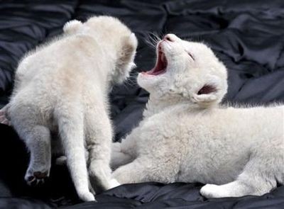 とびきりにかわいいホワイトライオンの赤ちゃん3匹 らばq
