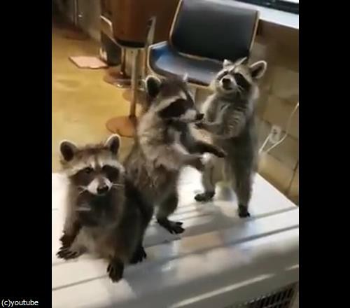 アライグマが3匹同時におねだりしてくると めちゃくちゃかわいい 動画 らばq