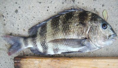 リアルすぎて怖い 人間のような歯を持つ魚 らばq