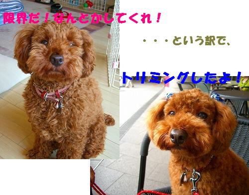 おっとこまえやろ デカ プー タローの気ままな毎日 シニア編