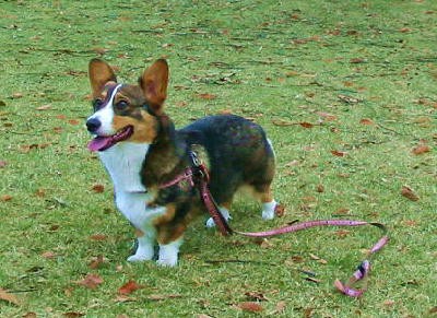 １歳の時の体重を維持しましょう コーギーのレディは名前負け