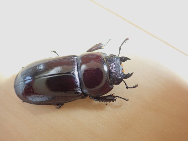 ダイトウヒラタ（WF0）飼育記 : NEOの虫採りはいじゃんぷ