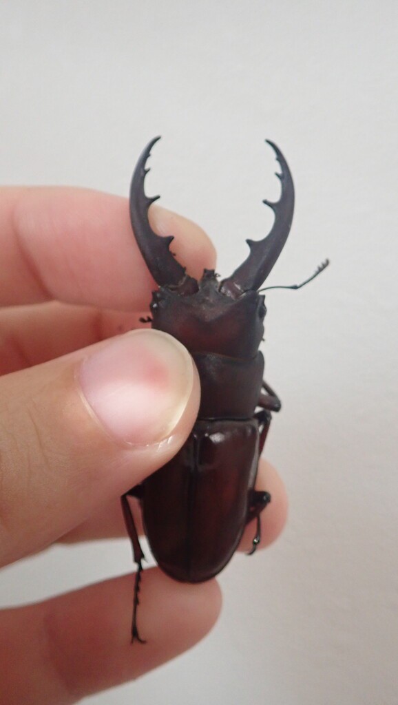 オキナワノコギリ（WF1）飼育記 : NEOの虫採りはいじゃんぷ