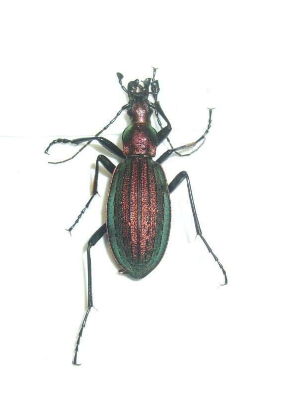 2016 クビナガ＆アラメほか : NEOの虫採りはいじゃんぷ