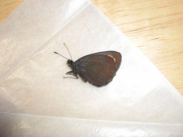 ベニヒカゲ クモマベニヒカゲ セット クモマベニヒカゲ