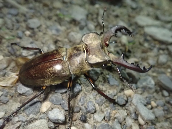 北海道のクワガタ図鑑 : NEOの虫採りはいじゃんぷ