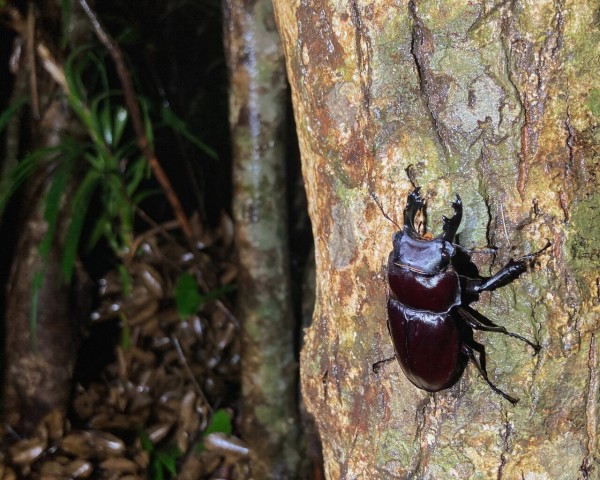 2022 西表島 ヤエマル採集記 : NEOの虫採りはいじゃんぷ