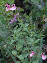 チェリーセージ キルシェレッド ピンク 季節のハーブ花日誌