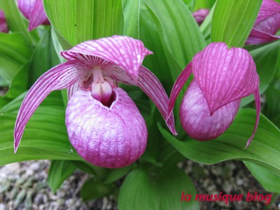 今年の敦盛草です Information Revue