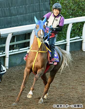 菊花賞2014優勝をはたしたトーホウジャッカルとは 調べたブログ