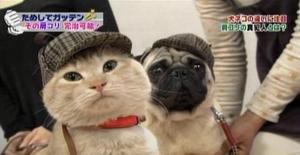 健康】「あそこ」を押せばわかる治せる肩コリ～ためしてガッテン(2011 