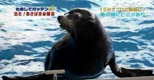 出た 魚さばき必勝法 ためしてガッテン 2011年3月2日放送 らっぱのはらっぱ