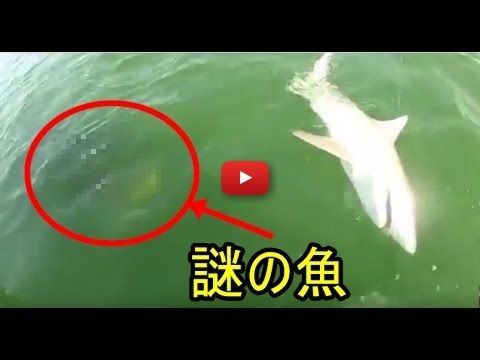 鳥肌 突然現れた謎の巨大魚にサメが一口で飲み込まれる信じられない映像がこちら 動画 最新ニュース 鳥肌 突然現れた謎の巨大魚にサメが一口で飲み込まれる信じられない映像がこちら 動画 最新ニュース
