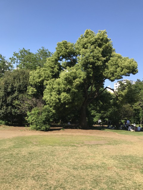 新宿御苑の新緑 5月4日 みどりの日 は入園無料だった モバメモ