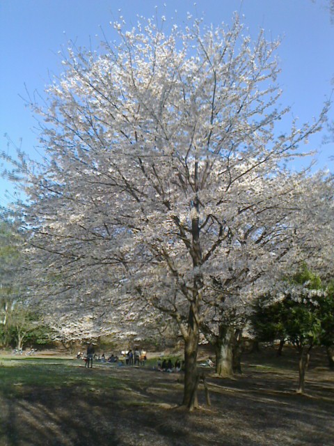 町田市 鶴間公園の桜 モバメモ