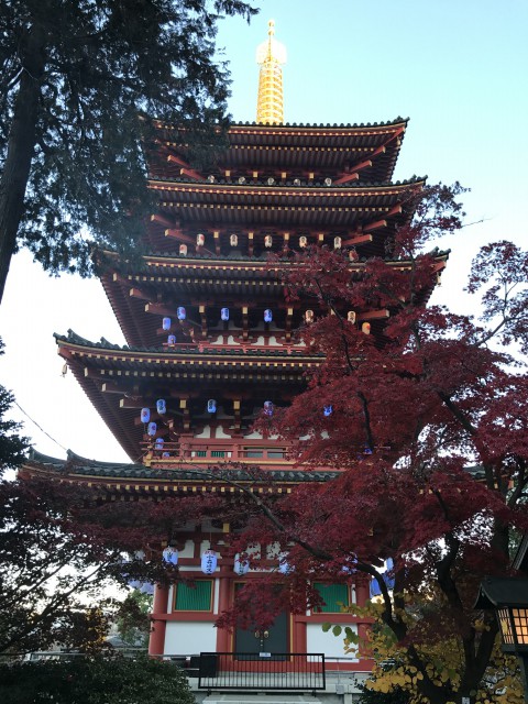 高幡不動尊金剛寺の五重塔とモミジ モバメモ