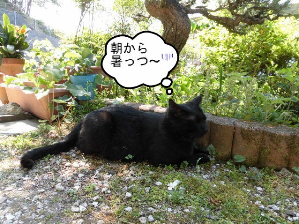 暑さに弱い黒猫 ラテにゃん日記