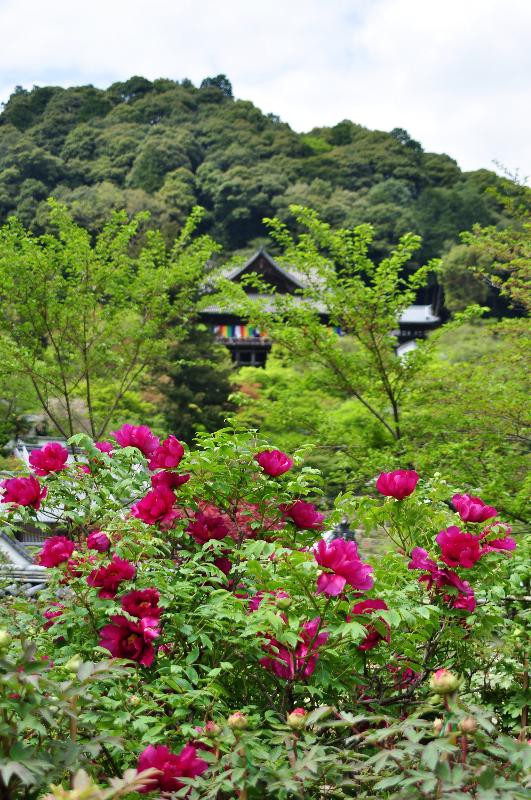 長谷寺の牡丹 Ld Saijyo Wtのblog