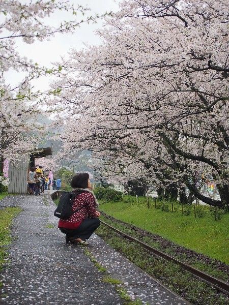 松浦鉄道 浦ノ崎駅の桜 Ld Saijyo Wtのblog