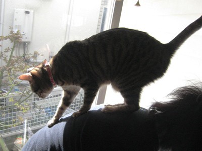 サーフィン : くるみとみるく ～阿佐ヶ谷猫姉妹の毎日～