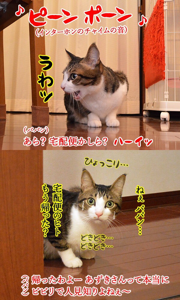 かわいい写真とユーモラスな台詞のギャップが絶妙！ 2匹の元保護猫が