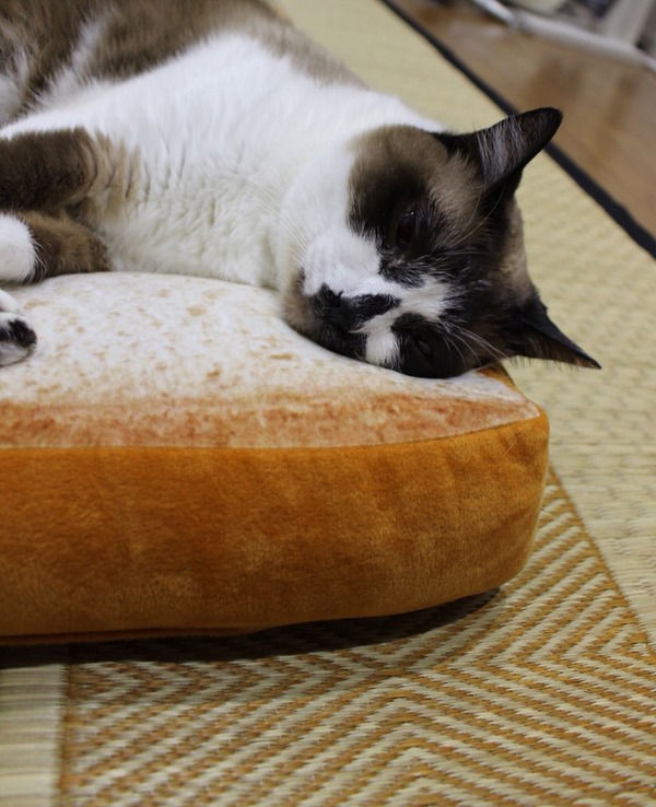 眠ったり ふみふみ したり パン形クッション のとりこになった猫たちに癒やされる ライブドアブログstyle