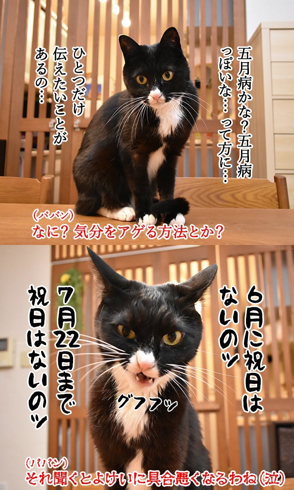 かわいい写真とユーモラスな台詞のギャップが絶妙！ 2匹の元保護猫が