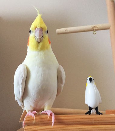 そっくりすぎて笑ってしまう ぬいぐるみと並んだ ペットのほほえましい姿5選 ライブドアブログstyle