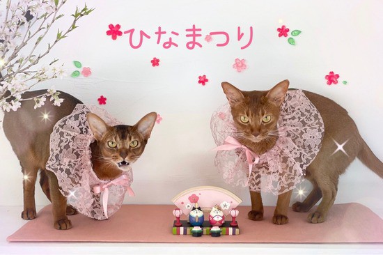 イチ推し金曜便】春の風景の中の犬猫たち5選 : ライブドアブログStyle