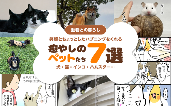 動物との暮らし 犬 猫 インコ ハムスター 笑顔とちょっとしたハプニングをくれる 癒やしのペットたち7選 ライブドアブログstyle